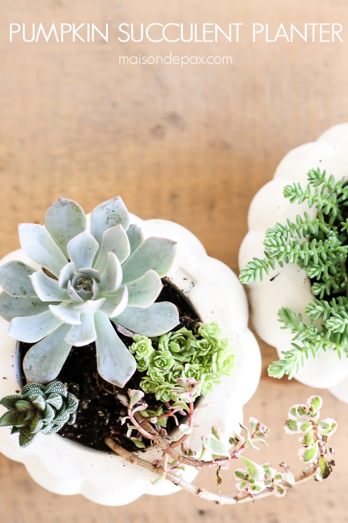 Easy Fall Succulent Planters- Maison de Pax