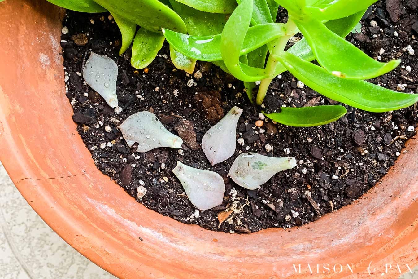 Succulent pot with succulent leaves waiting to propagate | Maison de Pax