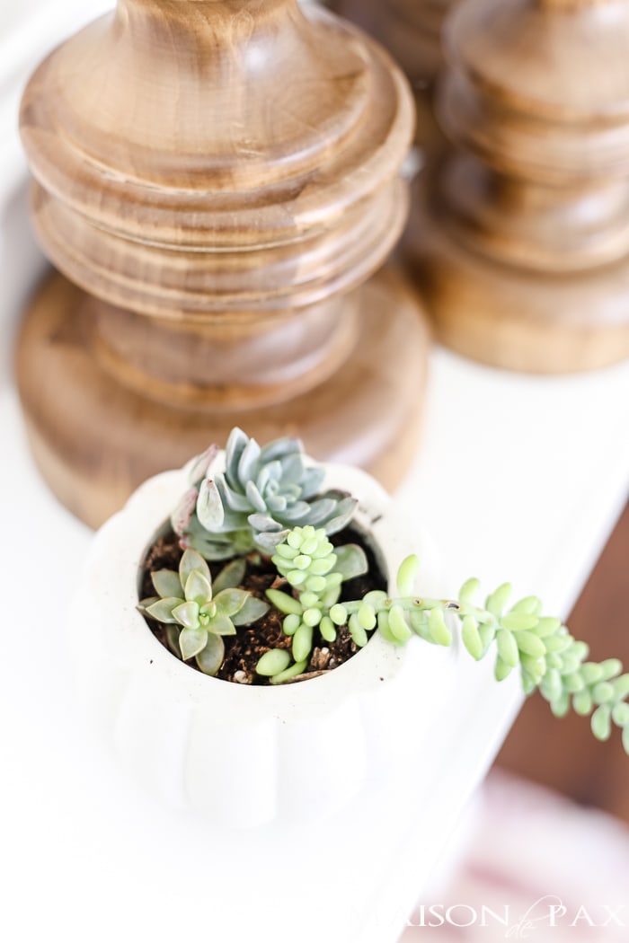 mini pumpkins with succulents- Maison de Pax