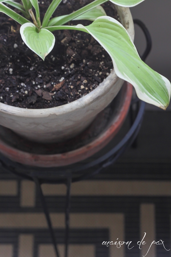 click for 10 ideas of places to put indoor plants! via aiweb9ygdry.cmersite.com