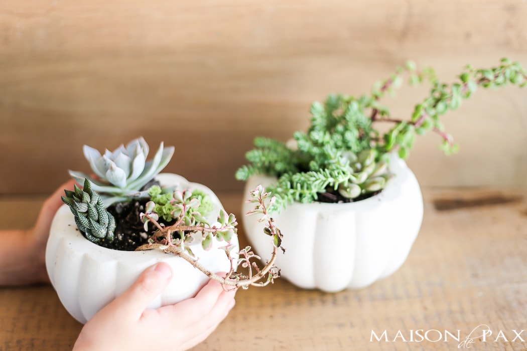 Mini pumpkins with succulents- Maison de Pax