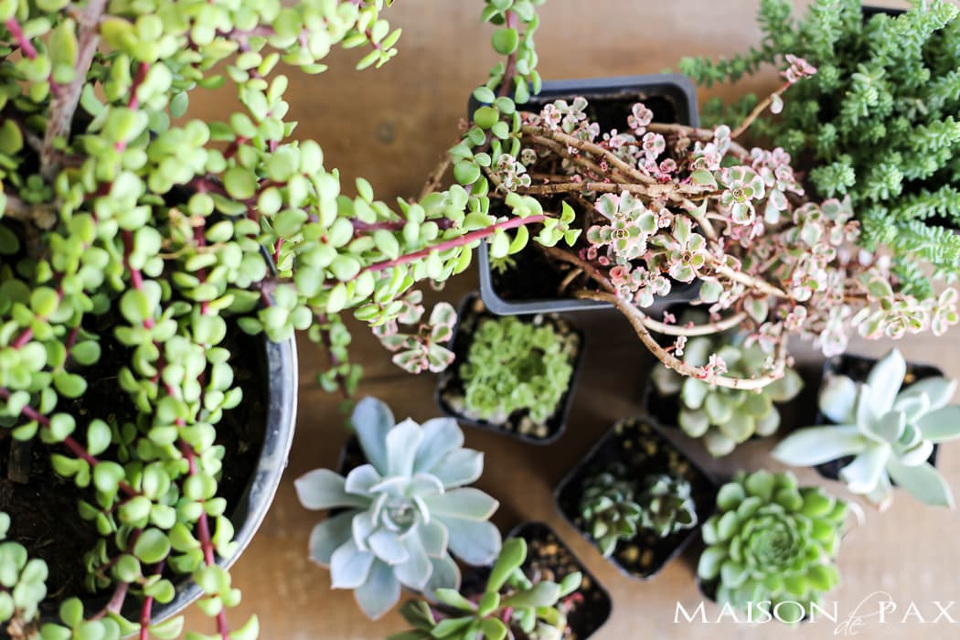 mini succulents make gorgeous fall planters- Maison de Pax
