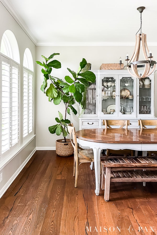 How to Propagate Fiddle Leaf Fig Clippings