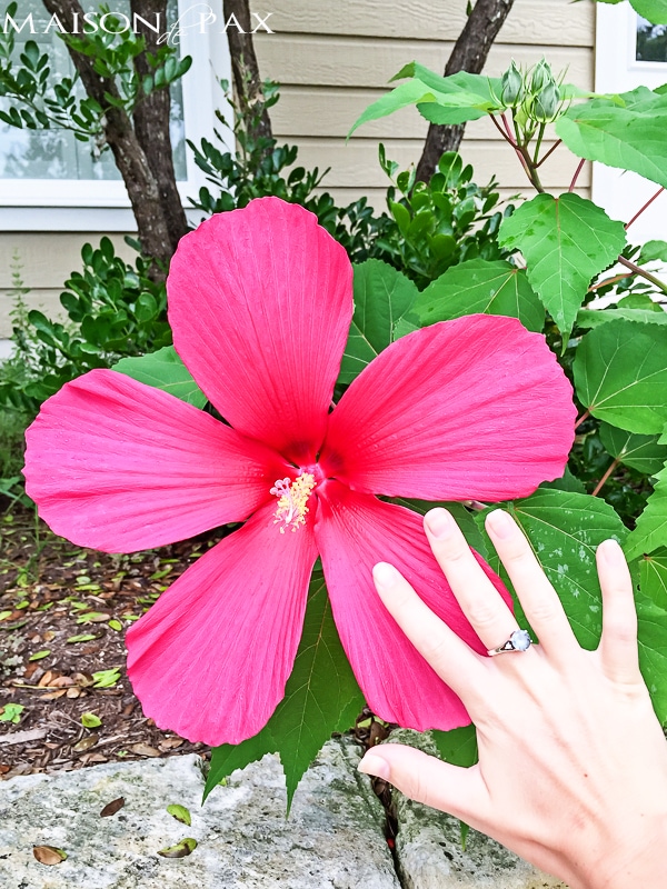 large hibiscus flower in 90s home garden- Maison de Pax