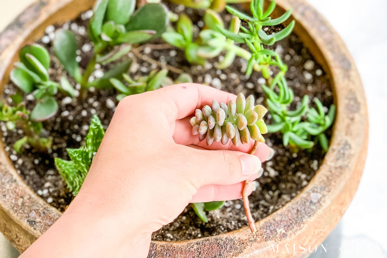 small succulent stem ready for propagation | Maison de Pax