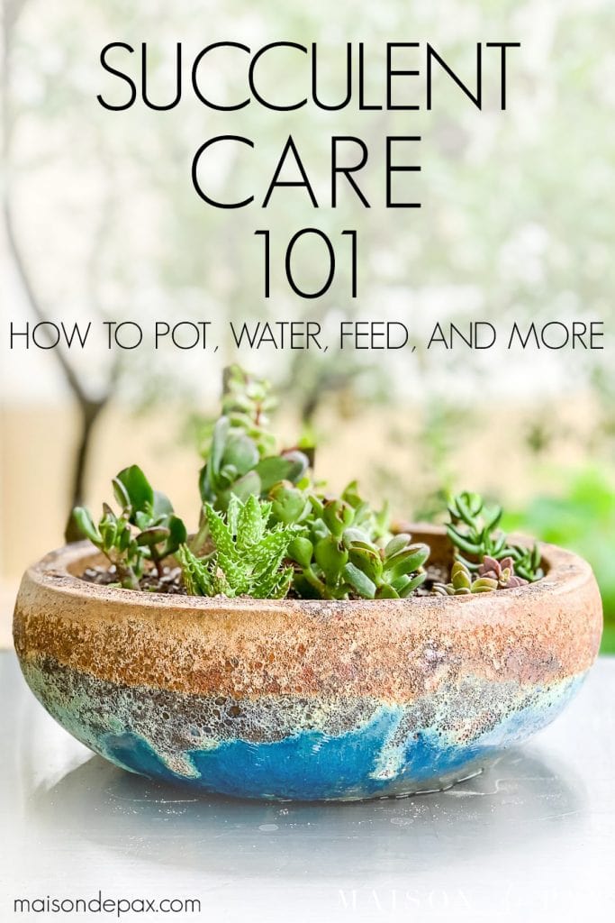 glazed pot filled with a variety of succulents and text overlay: succulent care 101 | Maison de Pax