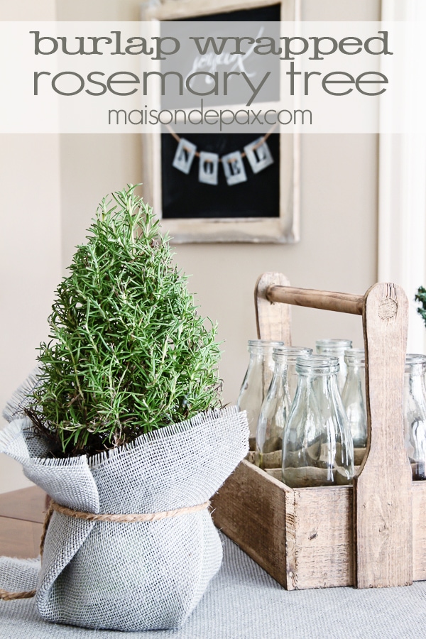 Burlap Wrapped Rosemary Trees