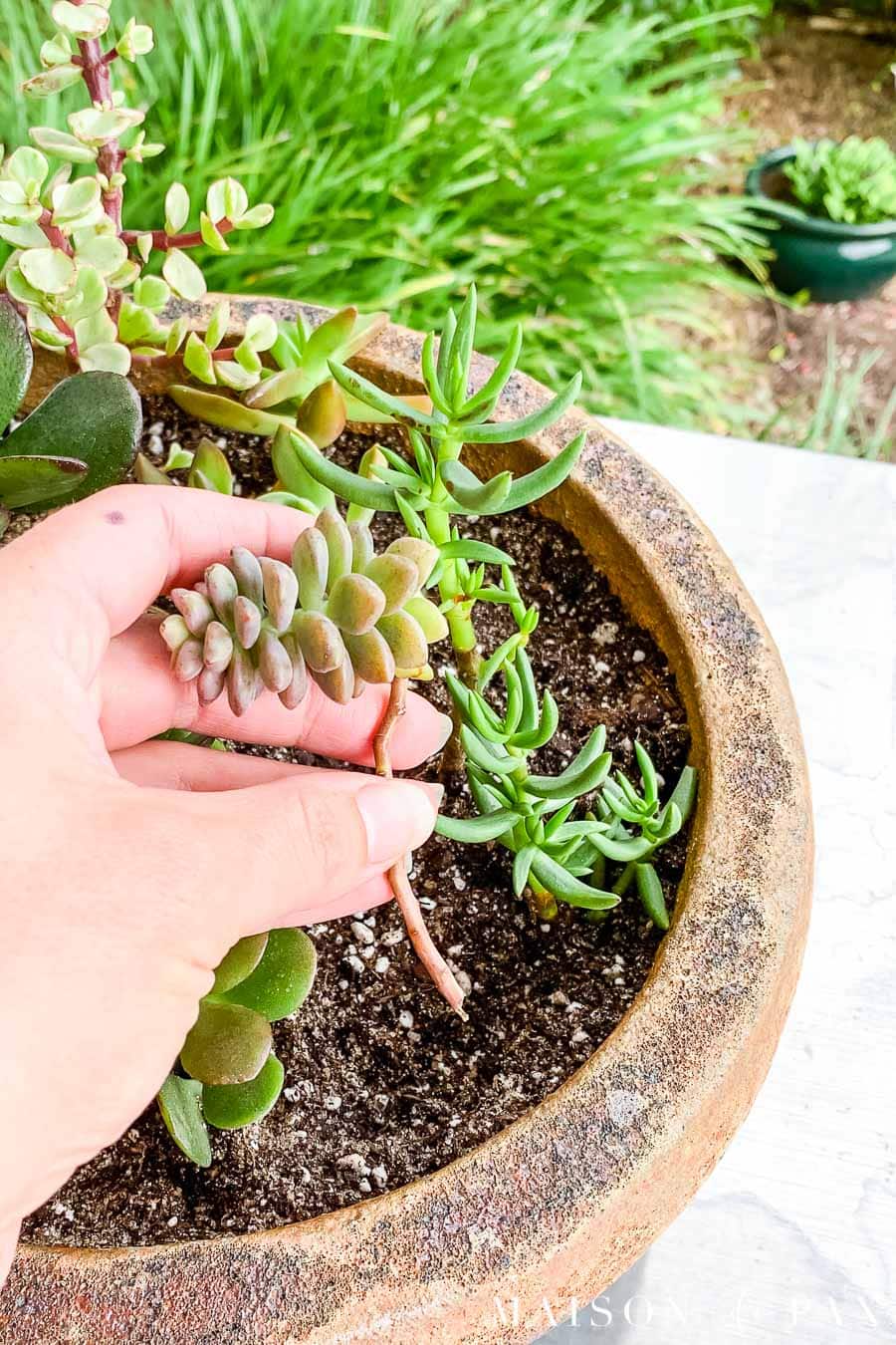small succulent clipping ready for propagation in soil | Maison de Pax