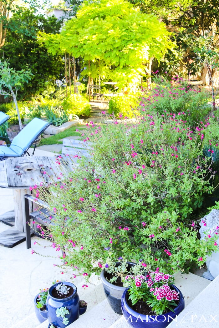 Austin Hill Country shrubs and landscaping- Maison de Pax