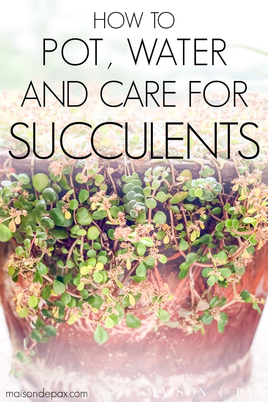succulent growing over edges of terra cotta pot with text overlay: how to pot, water, and care for succulents | Maison de Pax