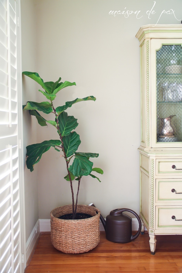 Indoor plant ideas- Maison de Pax