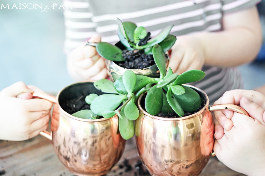 Copper Moscow mule mugs filled with succulents- Maison de Pax