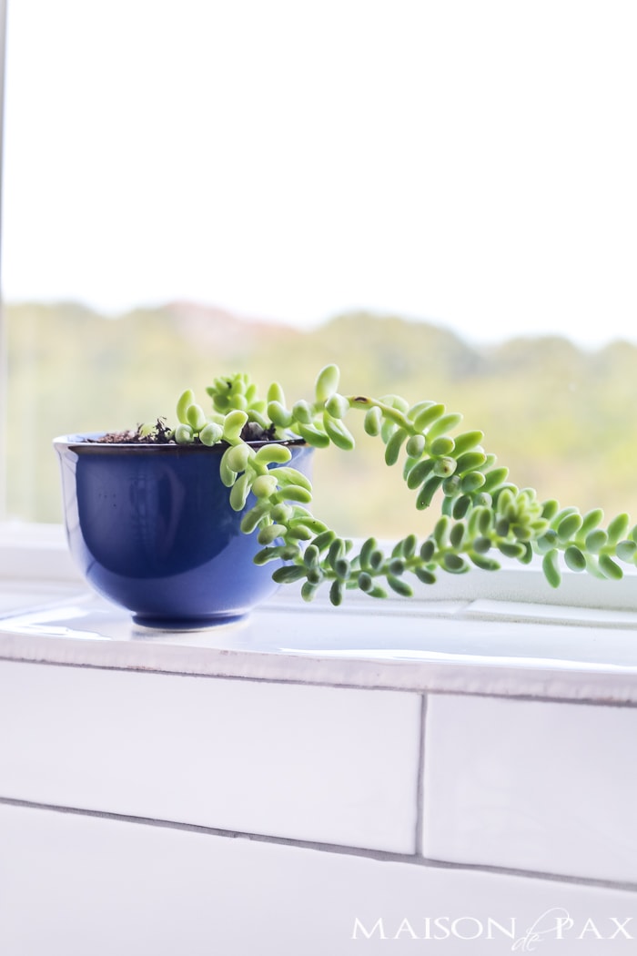 succulents on shower ledge- Maison de Pax