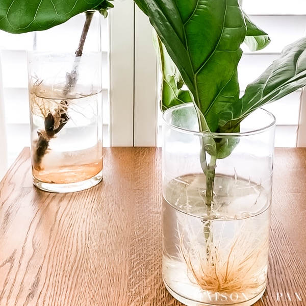 root in water fiddle leaf fig propagation