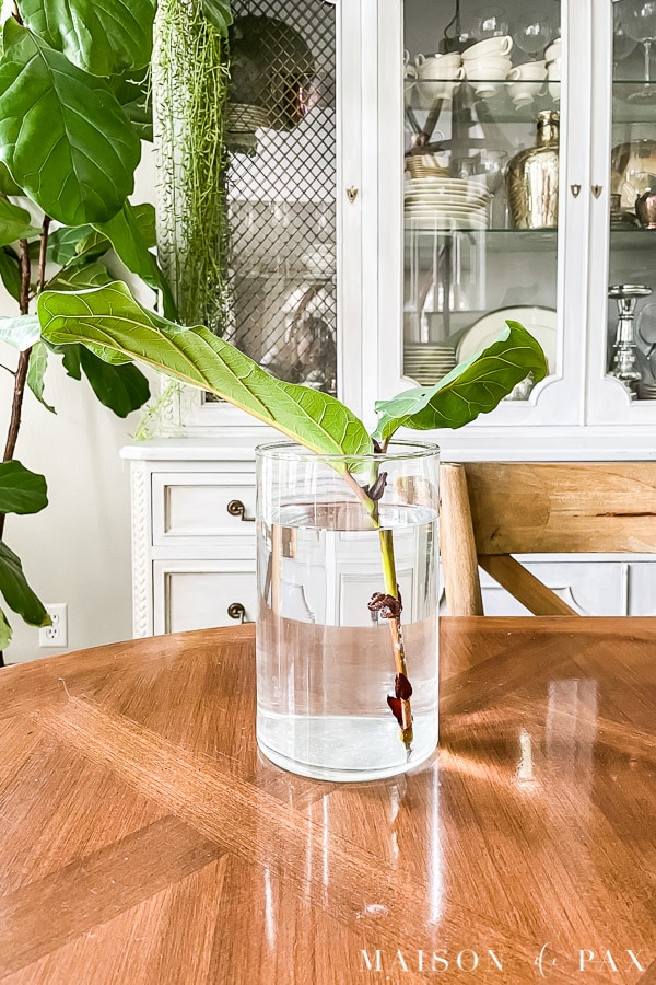 fiddle leaf fig clipping for propagation