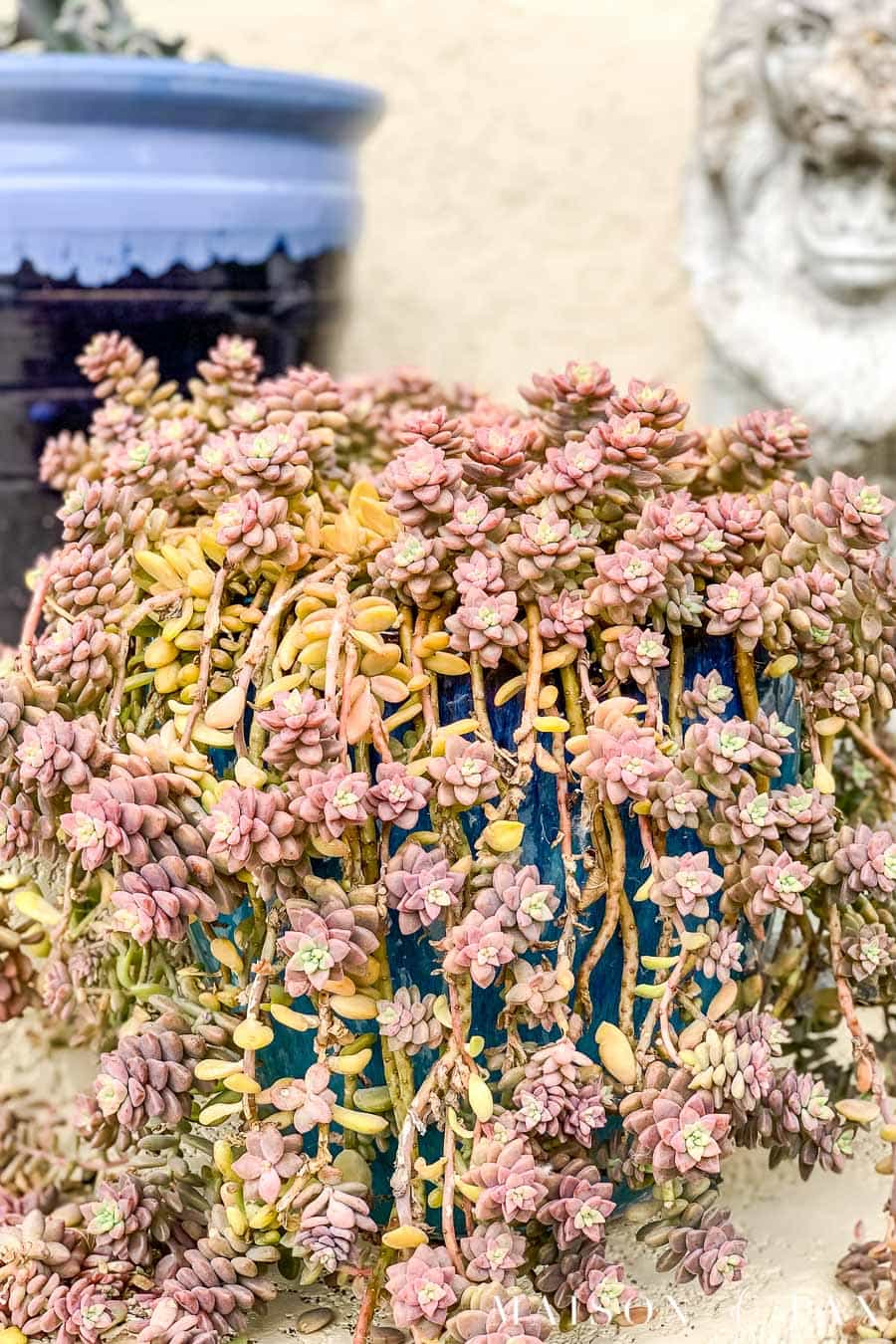 purple succulent growing large | Maison de Pax