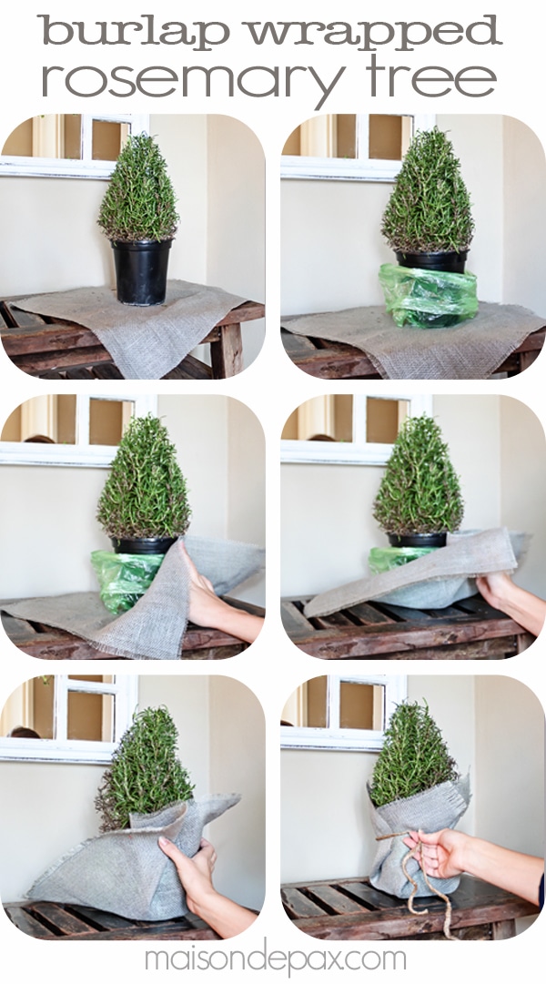 burlap wrapped rosemary tree process