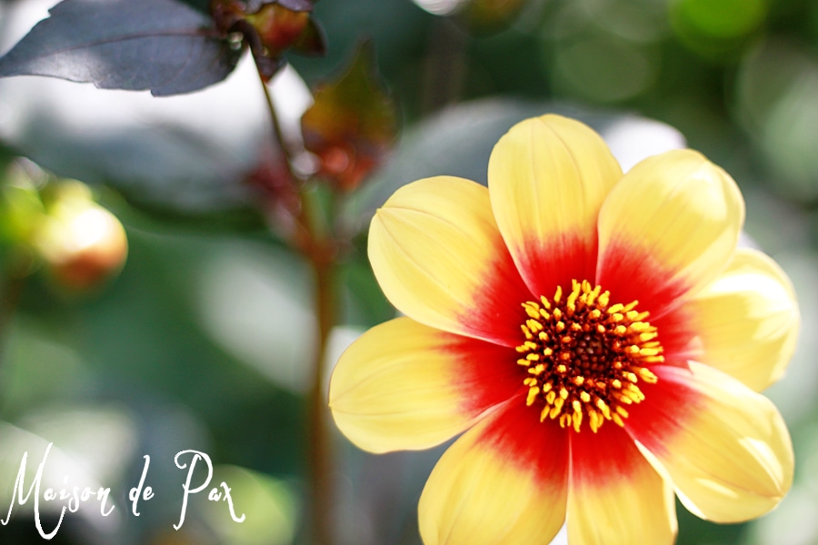 Stunning European photography available at www.etsy.com/shop/MaisonDePax #europe #spring #photography