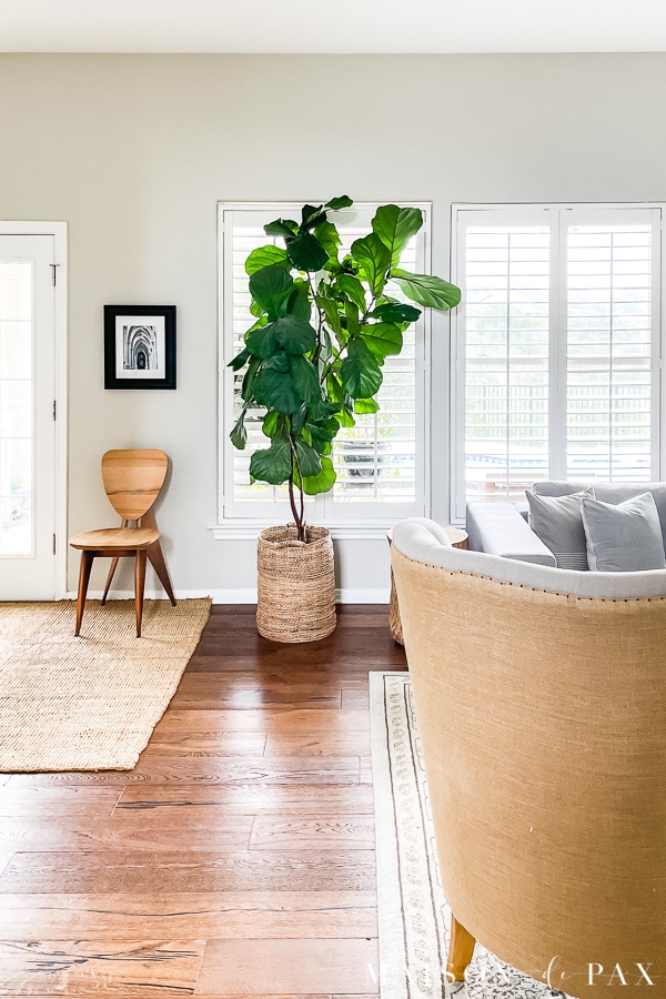 large fiddle leaf fig tree in living room