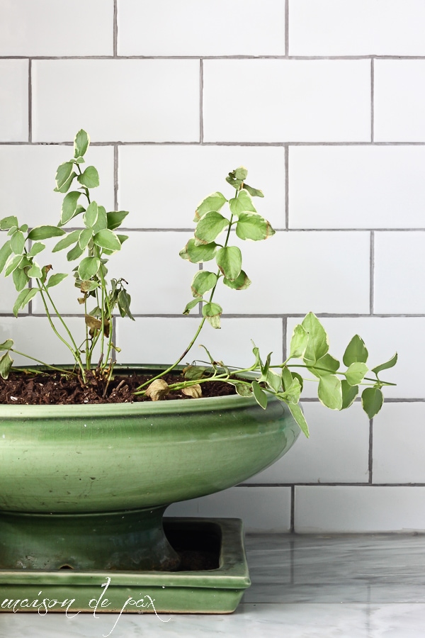 Indoor plant ideas- Maison de Pax