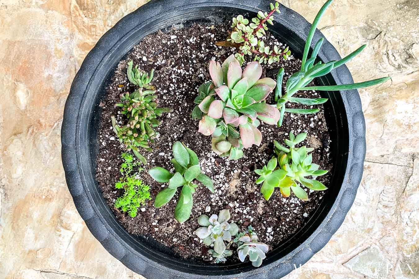 black pot with a variety of succulent heights, colors, and textures | Maison de Pax