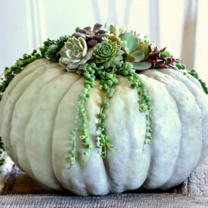 Succulent pumpkin planter.