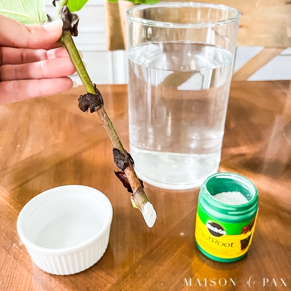 rooting hormone powder for fiddle leaf fig propagation