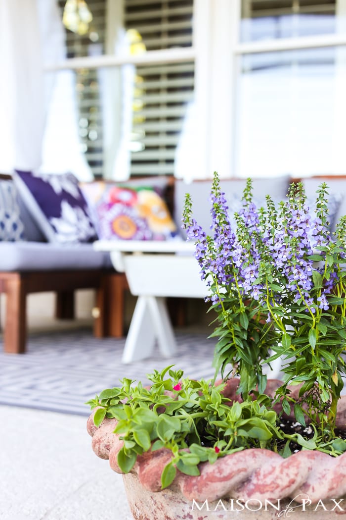 close-up view of planted annuals in a pot with outdoor furniture- Maison de Pax