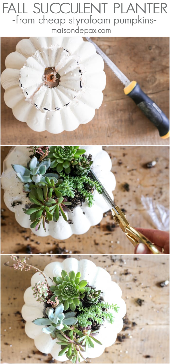 Fall Succulent Planter with White Pumpkins- Maison de Pax
