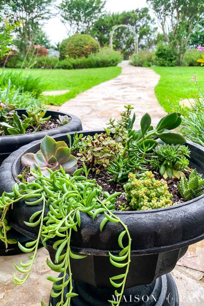black urn filled with a variety of small succulents | Maison de Pax