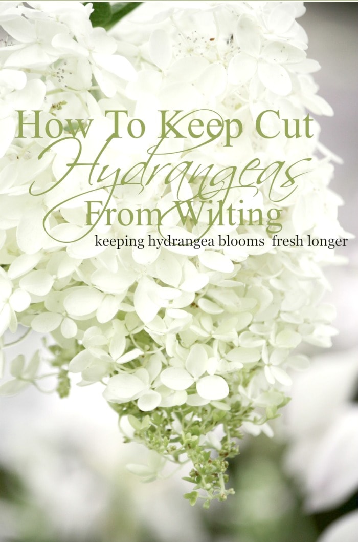 HOW-TO-KEEP-CUT-HYDRANGEAS-FROM-WILTING-Easy-ways-to-keep-hydrangea-blooms-fresh-and-full-stonegableblog.com