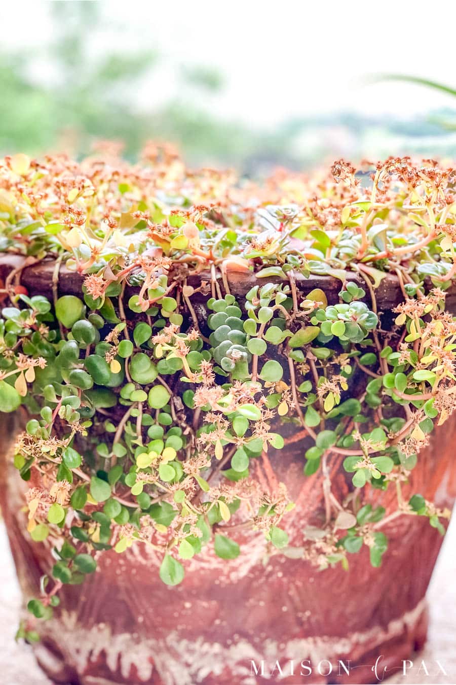 green and red succulent spilling over aged terra cotta pot | Maison de Pax