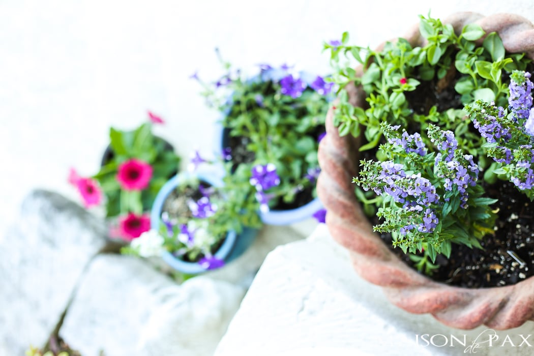 Spring planters filled with petunias and annuals- Maison de Pax