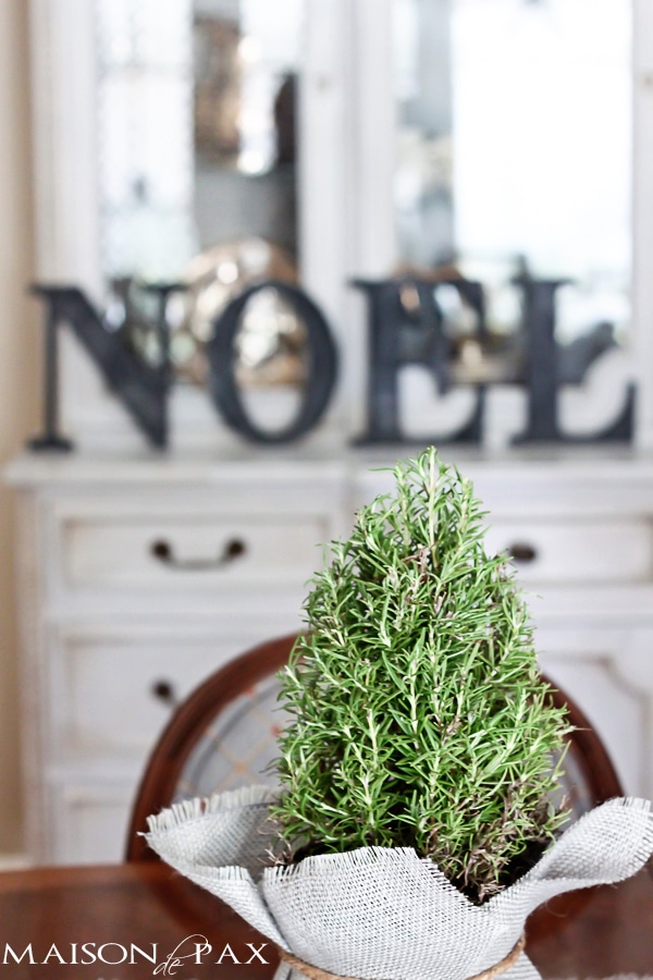 Burlap wrapped rosemary trees - great tutorial and perfect little holiday accents | via aiweb9ygdry.cmersite.com #decor #plants #Christmas #tutorial #diy