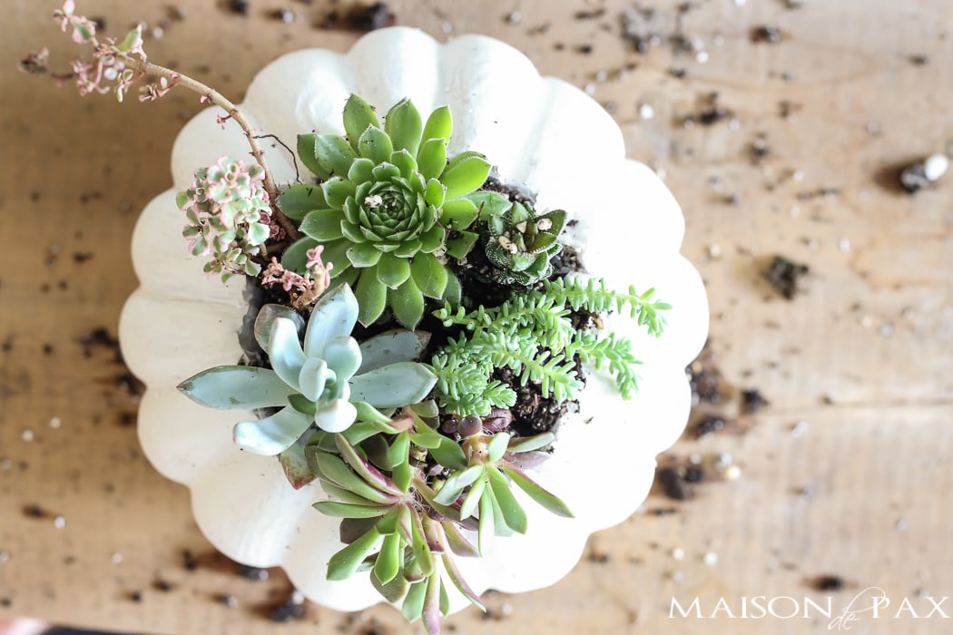 Fall Pumpkin Planters- Maison de Pax