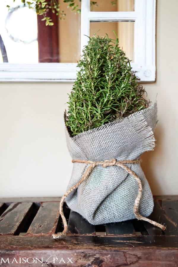 Burlap wrapped rosemary trees - great tutorial and perfect little holiday accents | via aiweb9ygdry.cmersite.com #decor #plants #Christmas #tutorial #diy