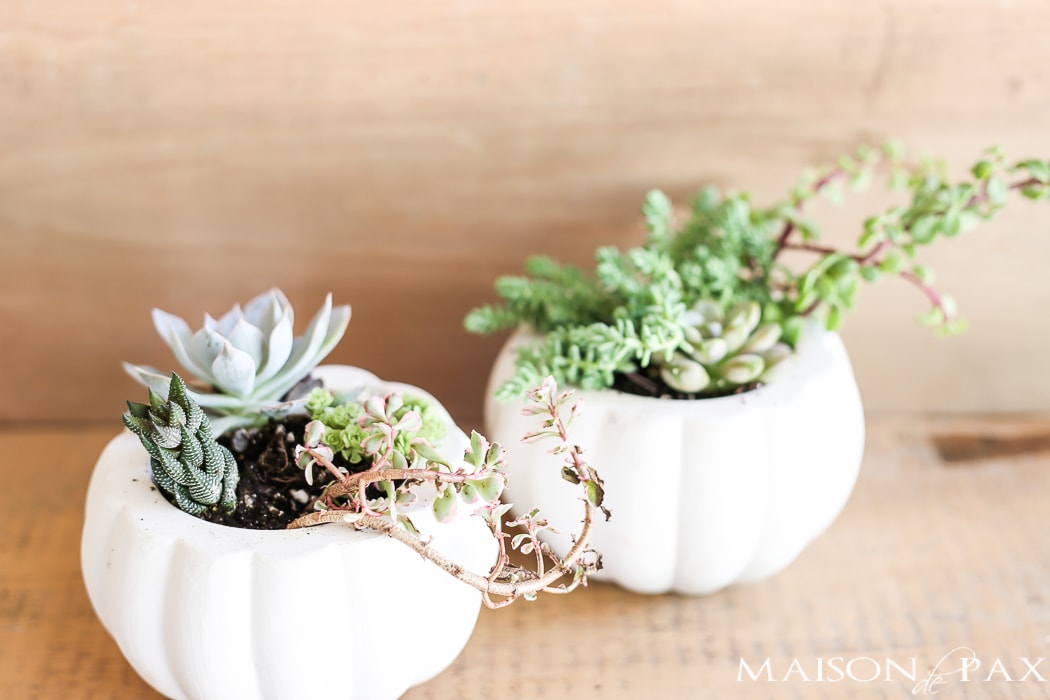 Fall pumpkin planters with succulents- Maison de Pax