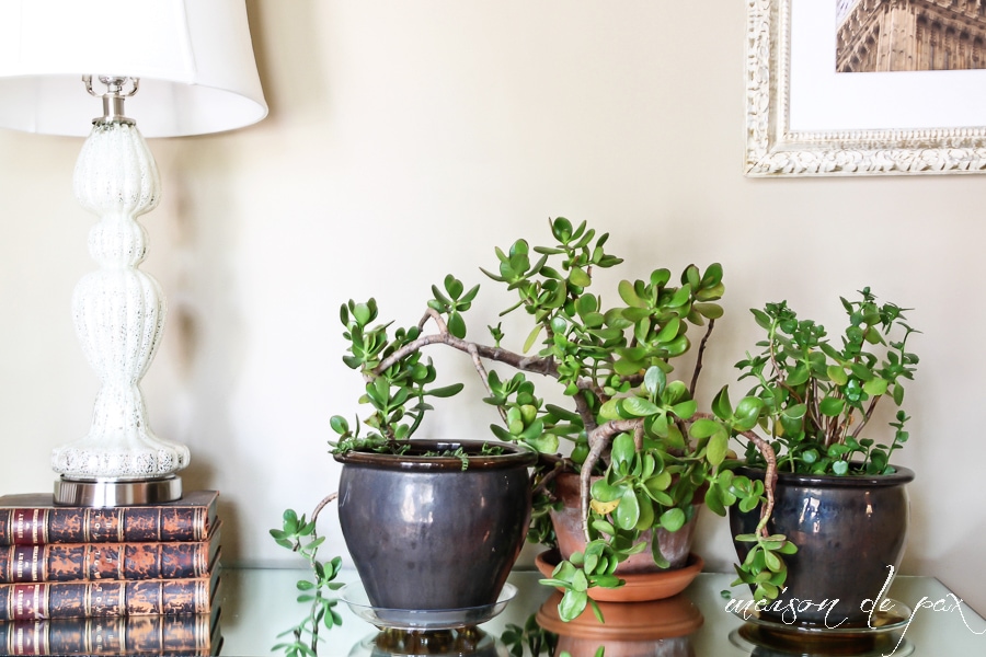 Indoor plant ideas- Maison de Pax