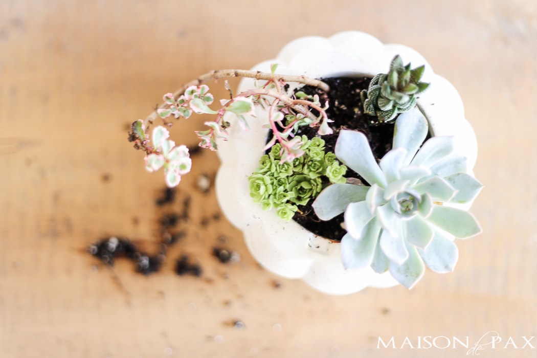 Easy Fall decor with succulents- Maison de Pax