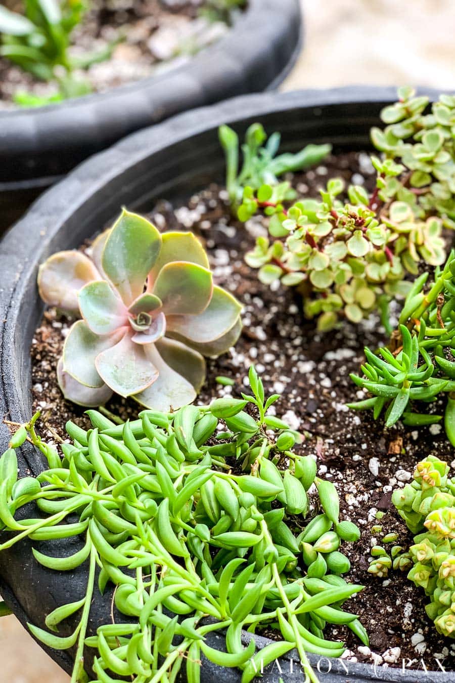 purple and gray and green succulent with pointed leaves in a container garden | Maison de Pax