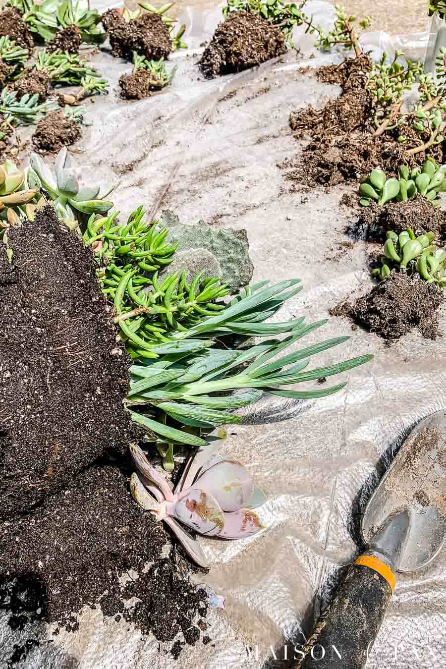 dividing succulent plants from a container garden | Maison de Pax