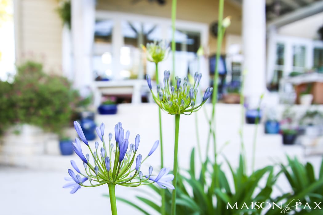 Spring bulbs in the Austin Hill Country- Maison de Pax
