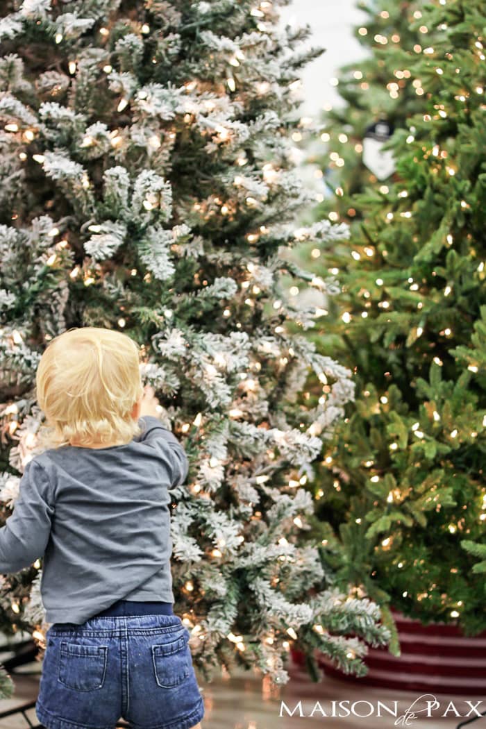 Tips for choosing the perfect tree: affordable and beautiful! | aiweb9ygdry.cmersite.com