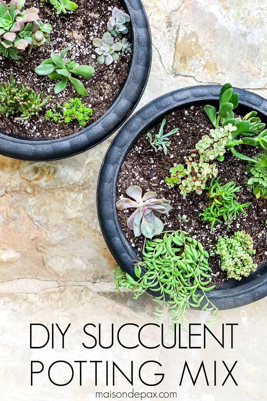 Two black planters with mini succulents and text overlay: diy succulent potting mix | Maison de Pax