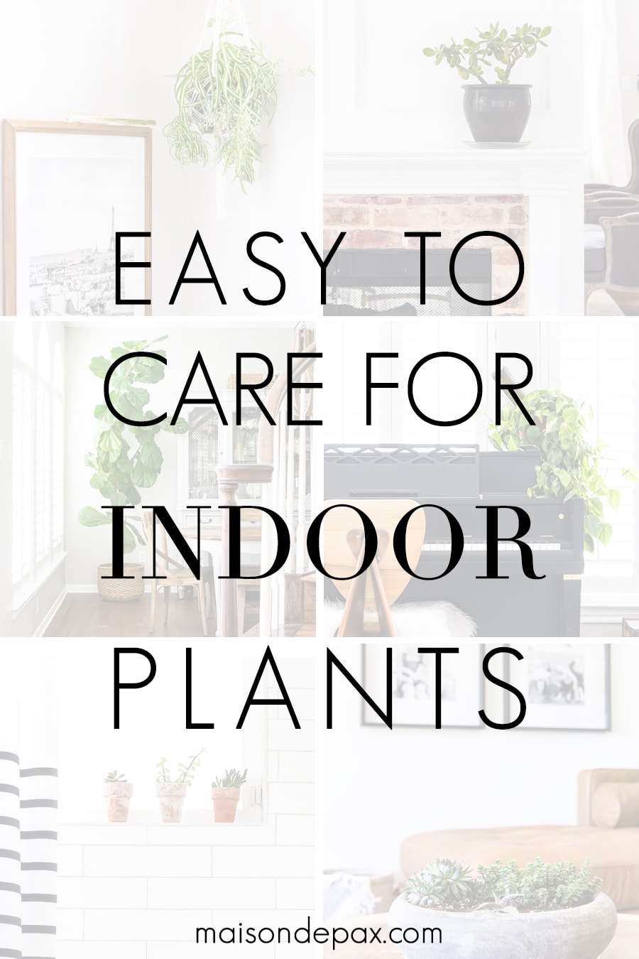 easy to care for indoor plants with pictures of house plants | Maison de Pax