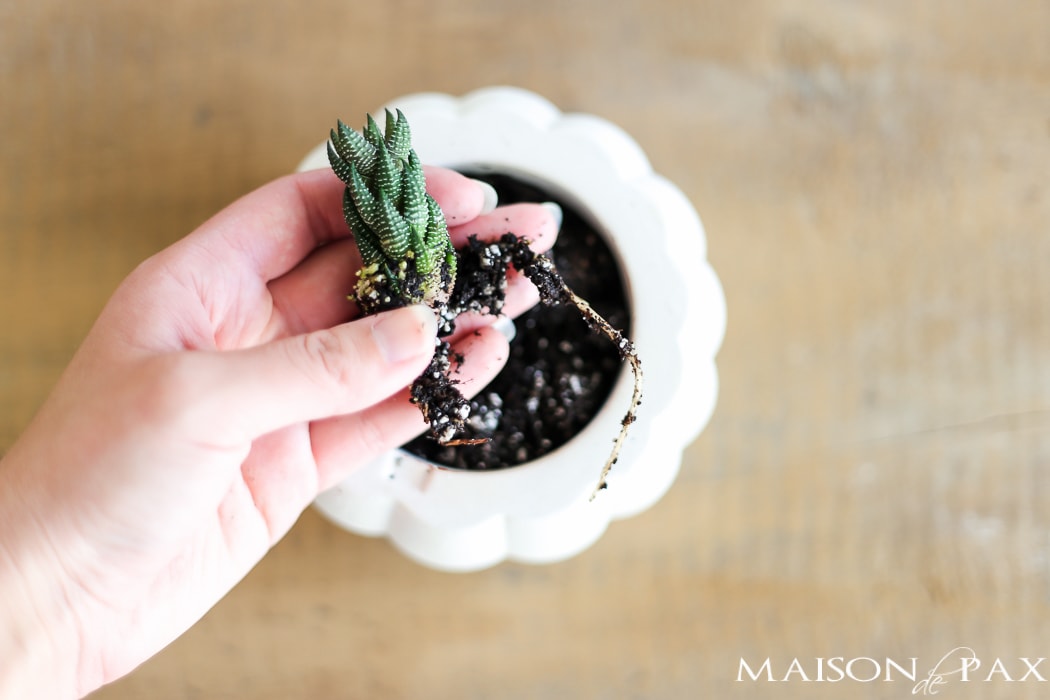 how to create beautiful succulent planters- Maison de Pax