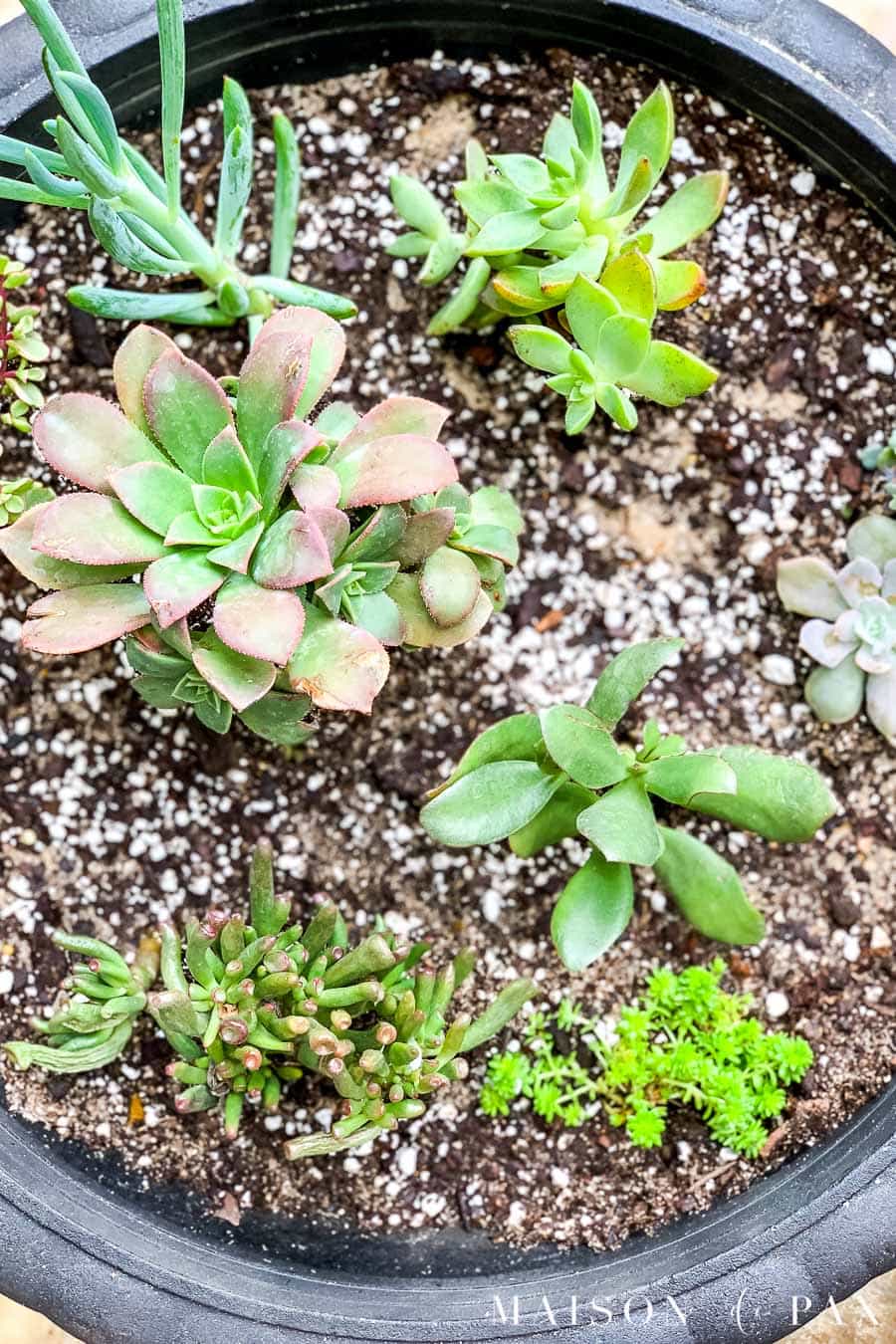Pot of mixed succulents | Maison de Pax