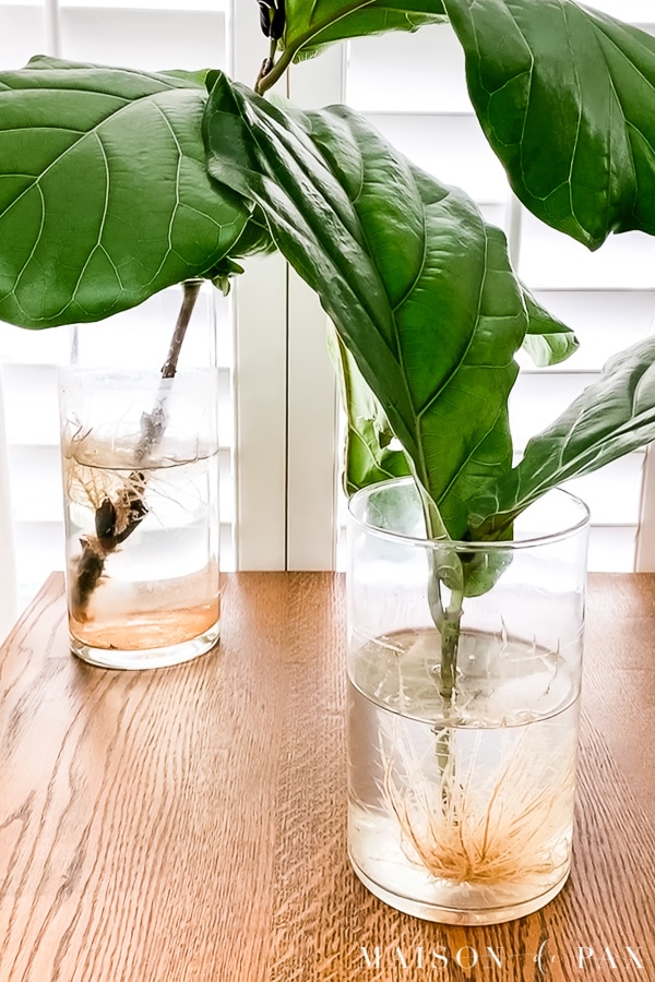 fiddle leaf fig roots growing in water