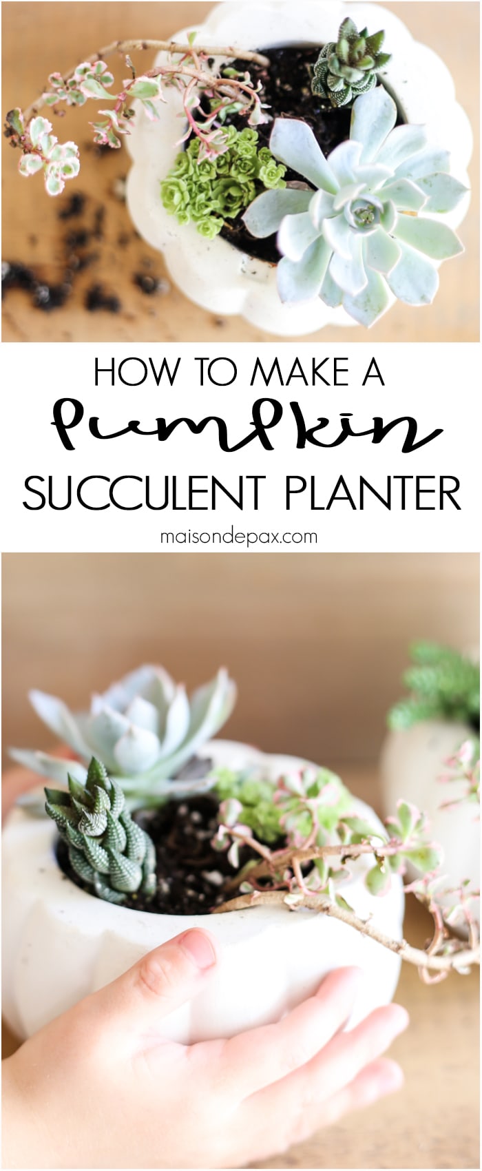 Easy Pumpkin Succulent Planters- Maison de Pax
