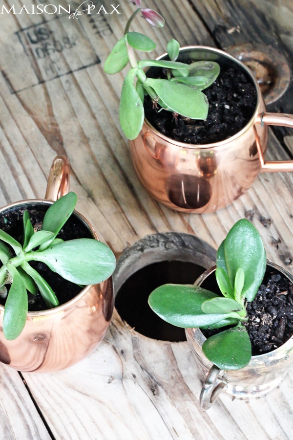 Mini-succulent planters- Maison de pax